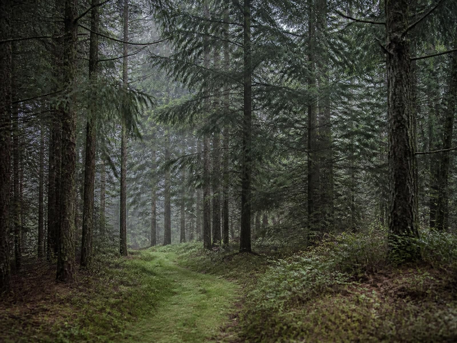 A mowed footpath winding through misty spruce forest
